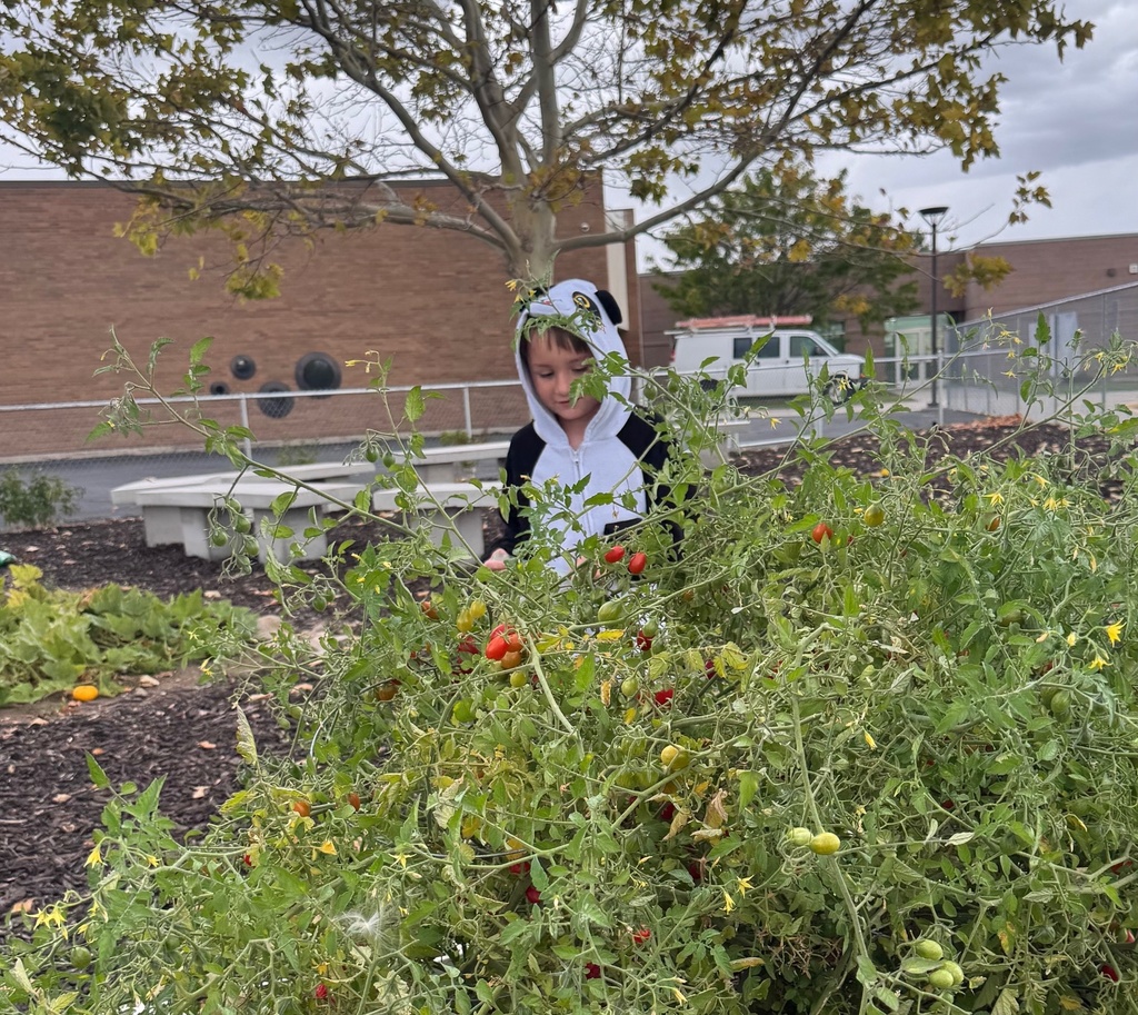 Student picking tomatoes