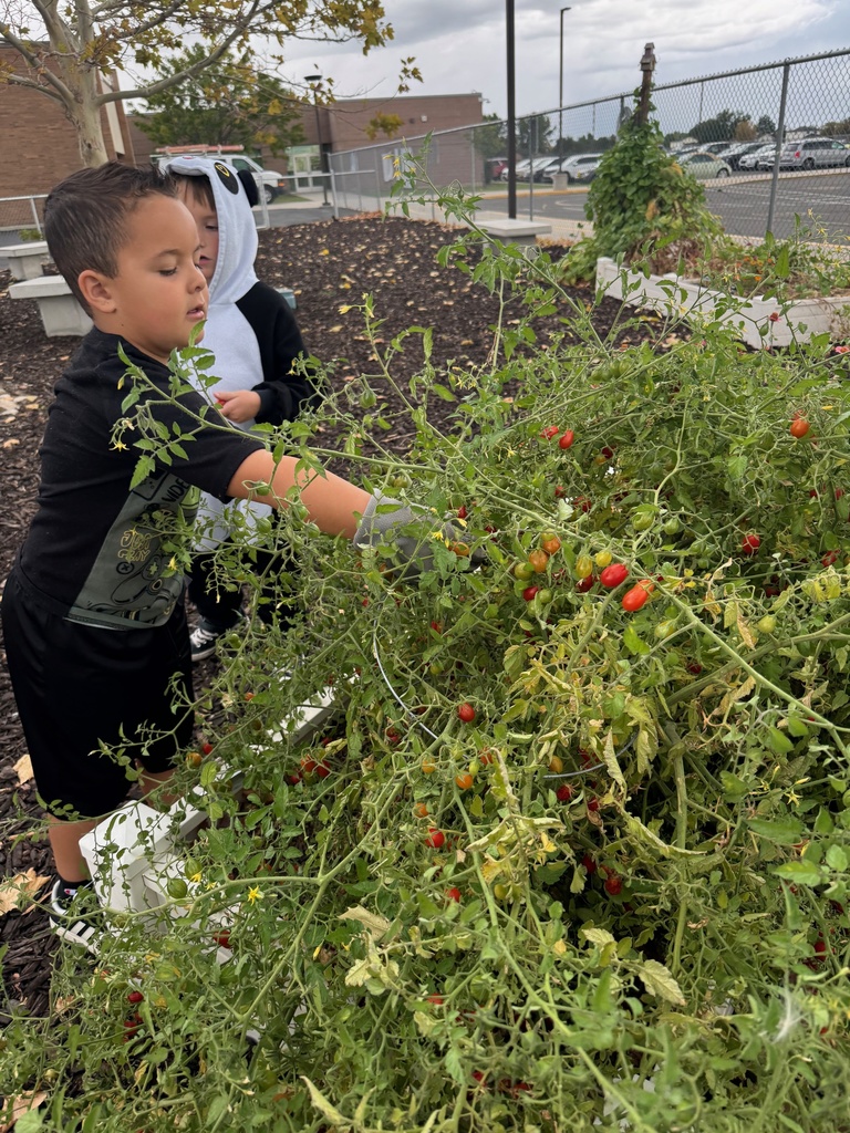 Student picking tomatoes