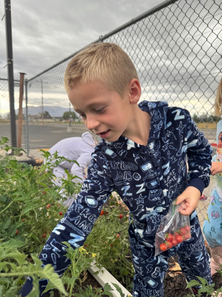 Student picking tomatoes.