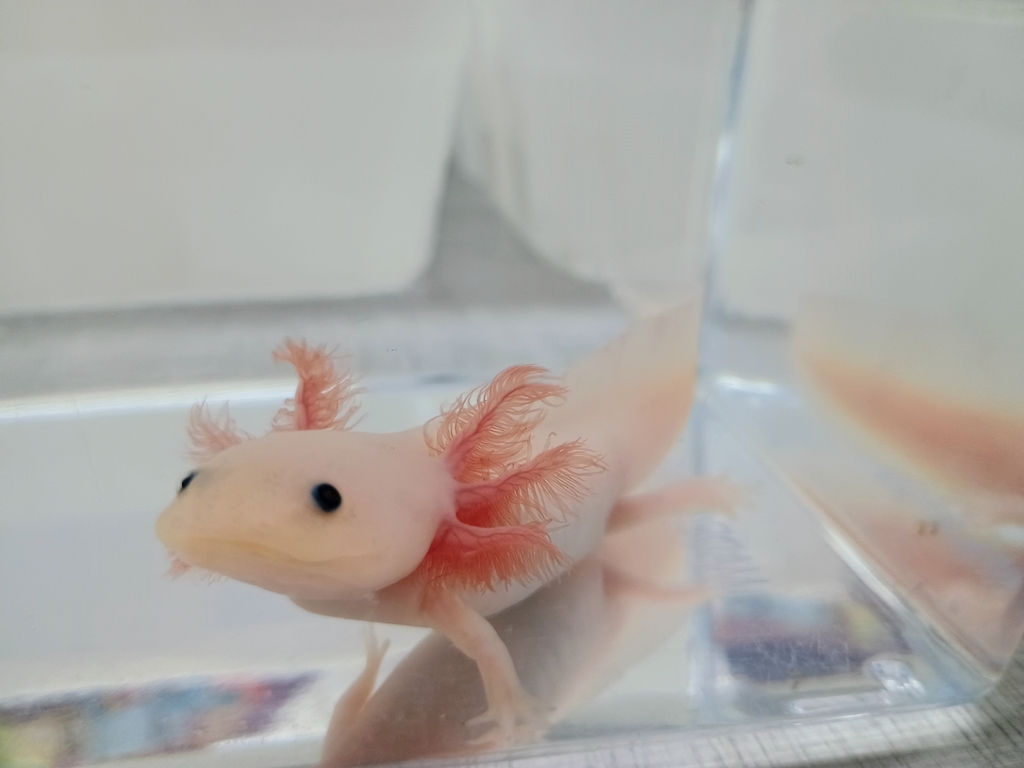 Close-up of a pale, golden-pink axolotl in a clear tank. It has pinkish-red external gills and small black eyes, and it is looking directly ahead.