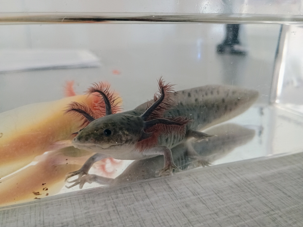 Close-up of two axolotls in a clear tank. The axolotl in the foreground is dark gray-green with thick, dark red-brown gills. The one partially visible behind it on the left is a pale, golden color.