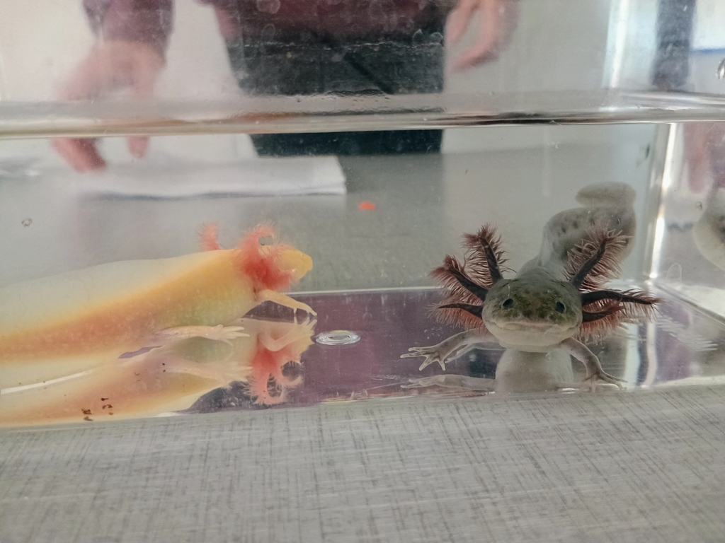 Close-up of two axolotls in a clear tank, viewed from the front. The one on the left is a pale golden color with pinkish-red gills, and the one on the right is dark gray-green with shaggy, dark red-brown gills. The dark one is looking toward the camera.