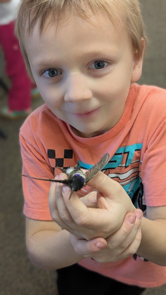 Close-up of a young boy holding a small, preserved hummingbird specimen gently in his cupped hands.
