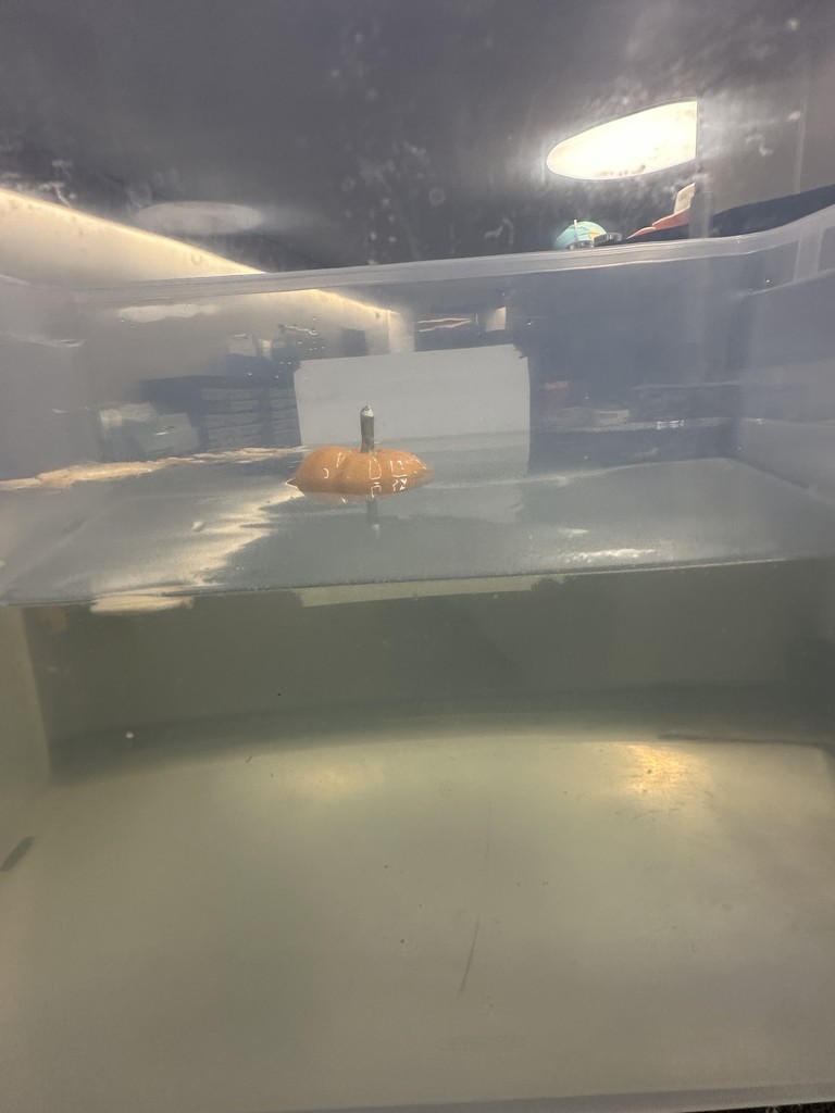 floating pumpkin