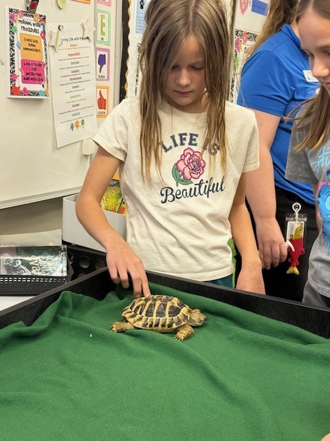 A girle touching the turtle