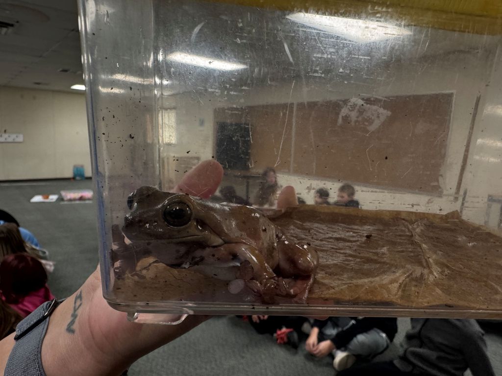 Tree Frog that visited our 6th graders from the Loveland Living Planet Aquarium