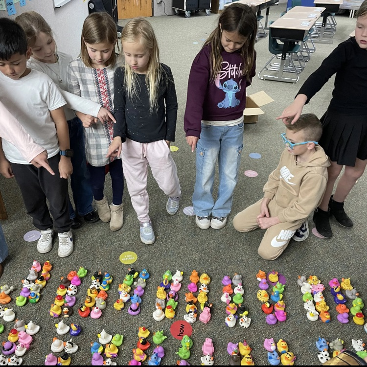Second grade students counting various colors and types of rubber ducks in groups  