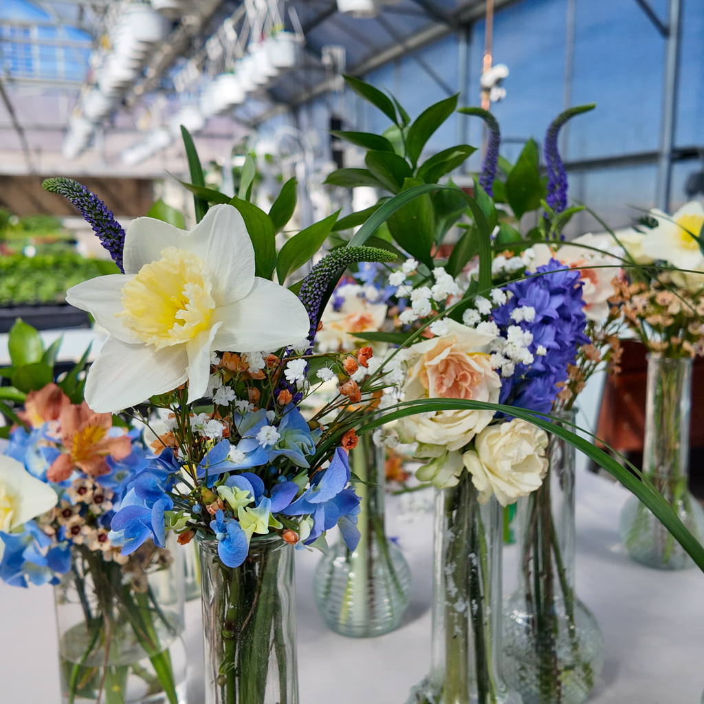 Students creating daffodil arrangements and delivering them