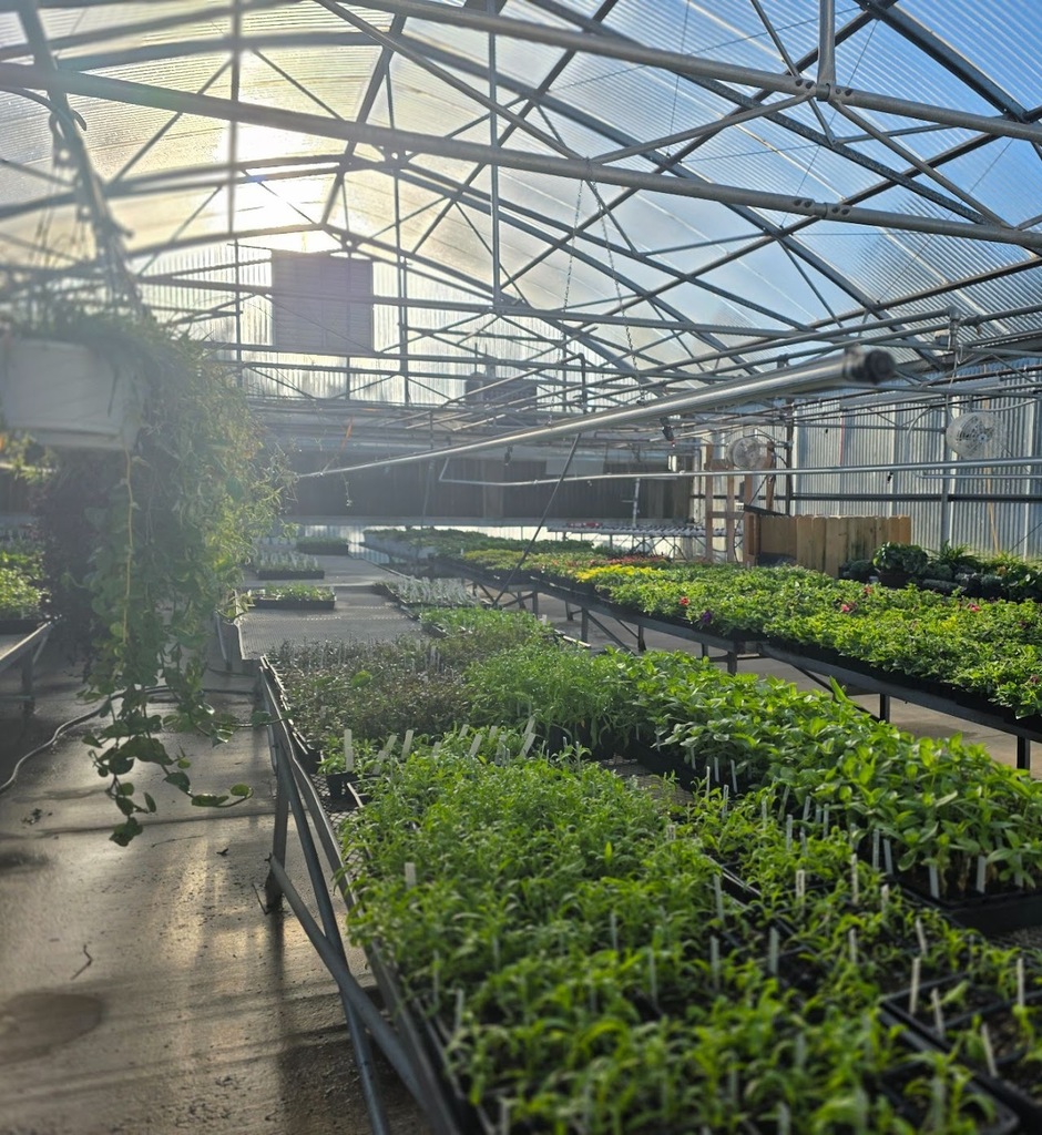 Green House Image of plants