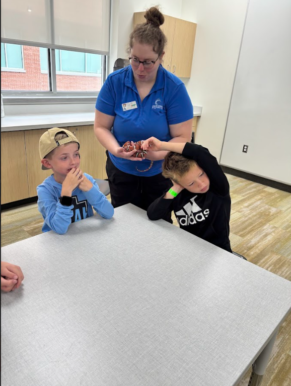 A woman in a blue polo shirt with a "Loveland Living Planet Aquarium" logo and a name tag that reads "Kellie" holds a small, banded milk snake. Two young boys sit at the table; one in a light blue hoodie watches intently while the other in a black Adidas hoodie leans in to look.