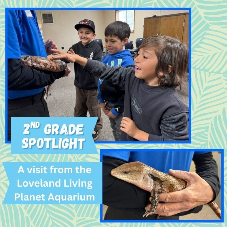2nd grade spotlight: a visit from the Loveland living planet aquarium. students looking at a skink