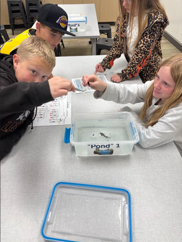 Close-up of four students huddled around a clear tub labeled "Pond" 1 with an illustration of a pond. Two students use tweezers to lift a small plastic dragonfly larva model out of the water. A worksheet and a diagram of biological classifications are visible on the table. One student wears a black hat with a yellow and purple Los Angeles Lakers logo.