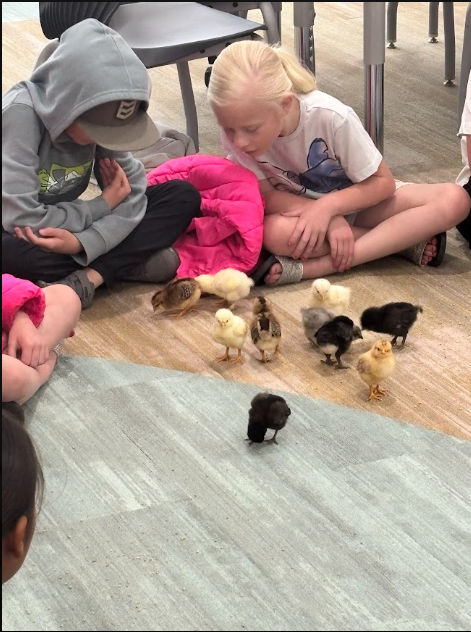 Two young children sit on a patterned carpet, watching a group of yellow and dark-feathered chicks walk around in front of them. The girl on the right is wearing a white t-shirt and looking down intently at a yellow chick.