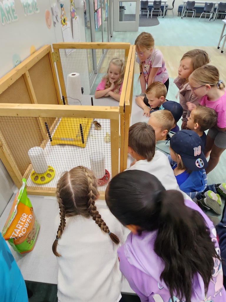 From an overhead view, a group of students crowds around a wooden and wire mesh brooder box to watch several small yellow and brown chicks. A bag of "STARTER GROWER" poultry feed sits on the table next to the enclosure.
