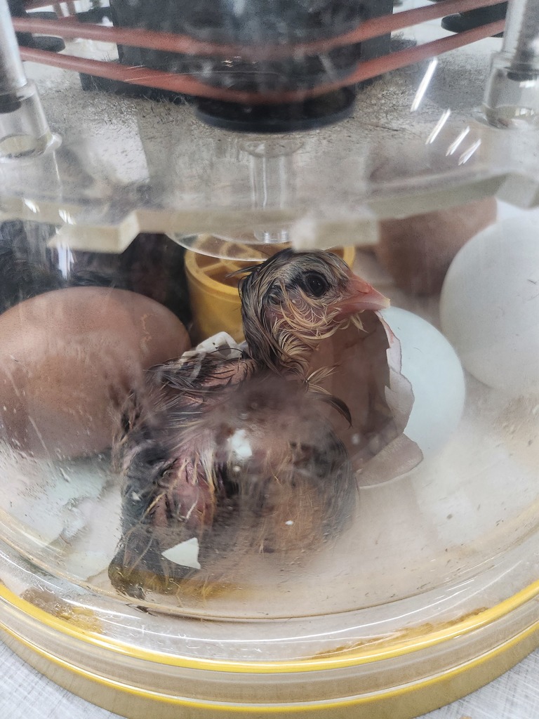 A close-up shot inside a clear plastic incubator showing a wet, newly hatched dark-colored chick sitting next to its broken shell. Other unhatched brown and white eggs are visible in the background under the warming heating element.