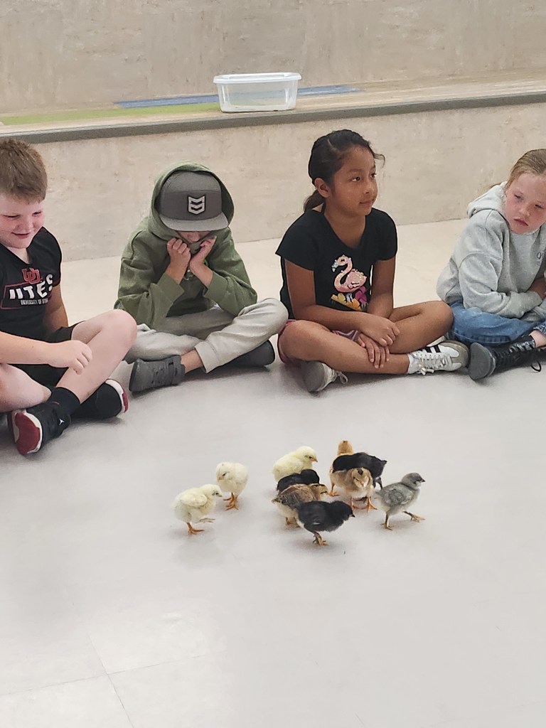 Four children sit cross-legged on a light-colored floor, forming a semi-circle around a huddle of about ten small yellow, black, and striped chicks. One boy in a green hoodie covers his mouth in awe.