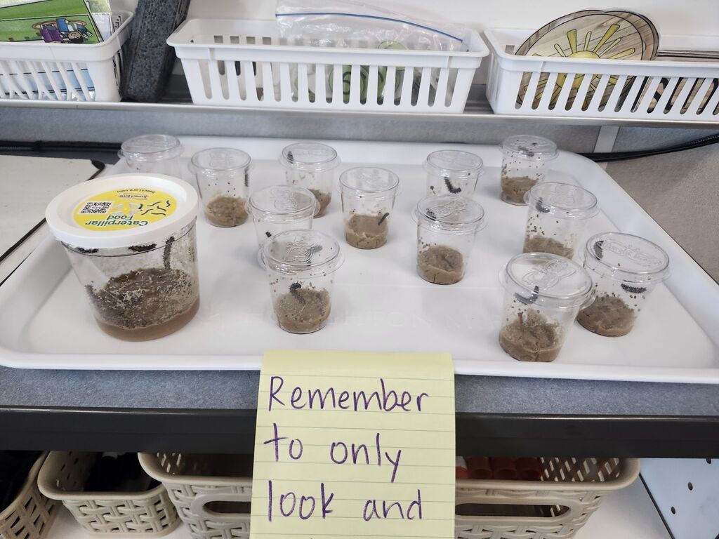 Kinder and 1st growing Caterpillars into Butterflies.