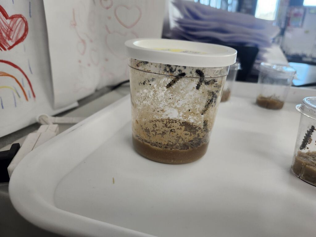 Kinder and 1st growing Caterpillars into Butterflies.