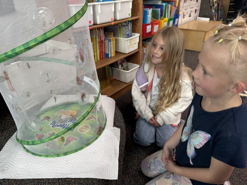 Kinder and 1st growing Caterpillars into Butterflies.