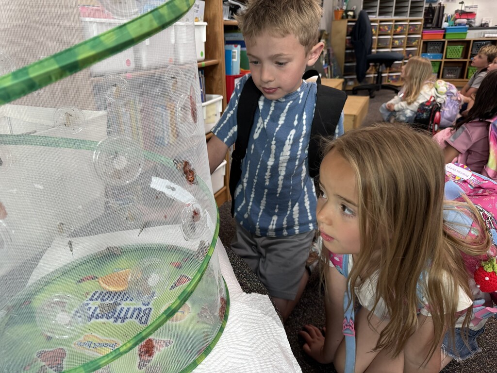 Kinder and 1st growing Caterpillars into Butterflies.