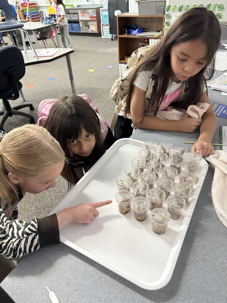 Kinder and 1st growing Caterpillars into Butterflies.