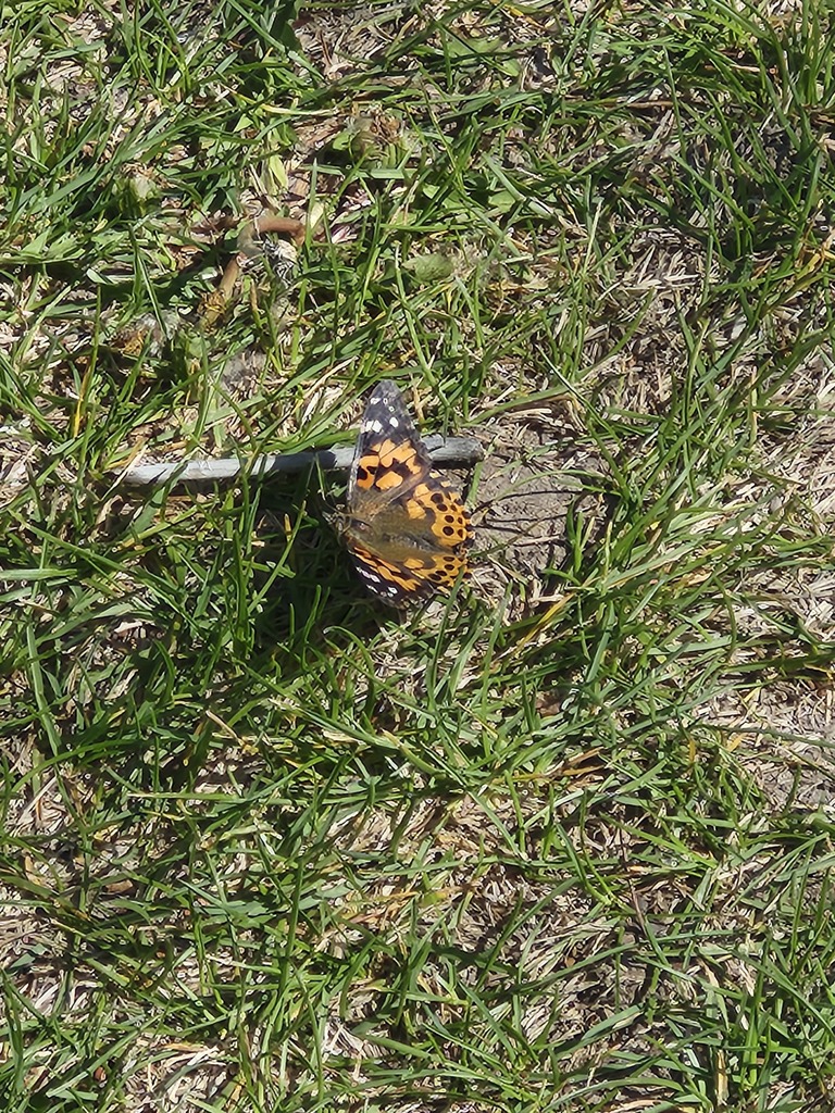 Kinder and 1st growing Caterpillars into Butterflies.