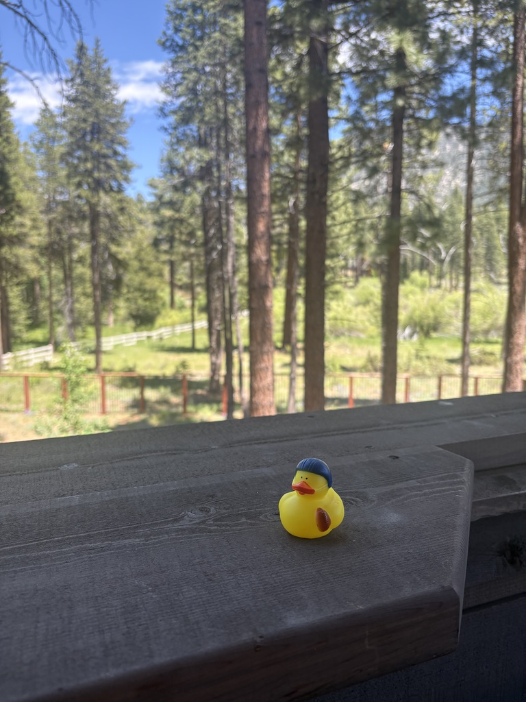 Lake Tahoe Duck