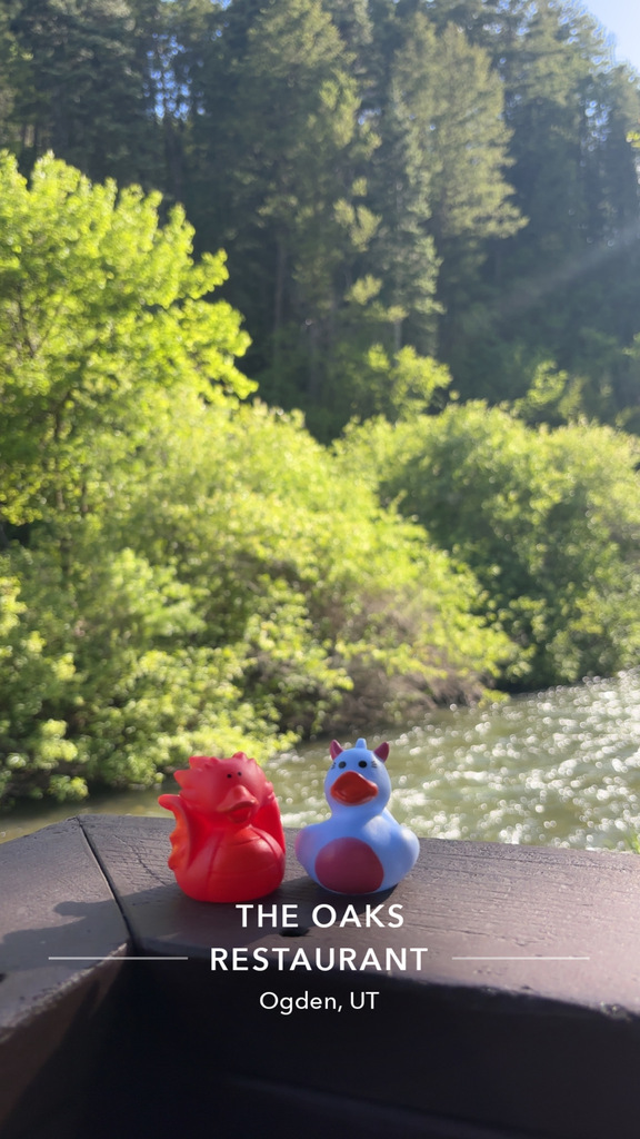 Ducks at the Oaks