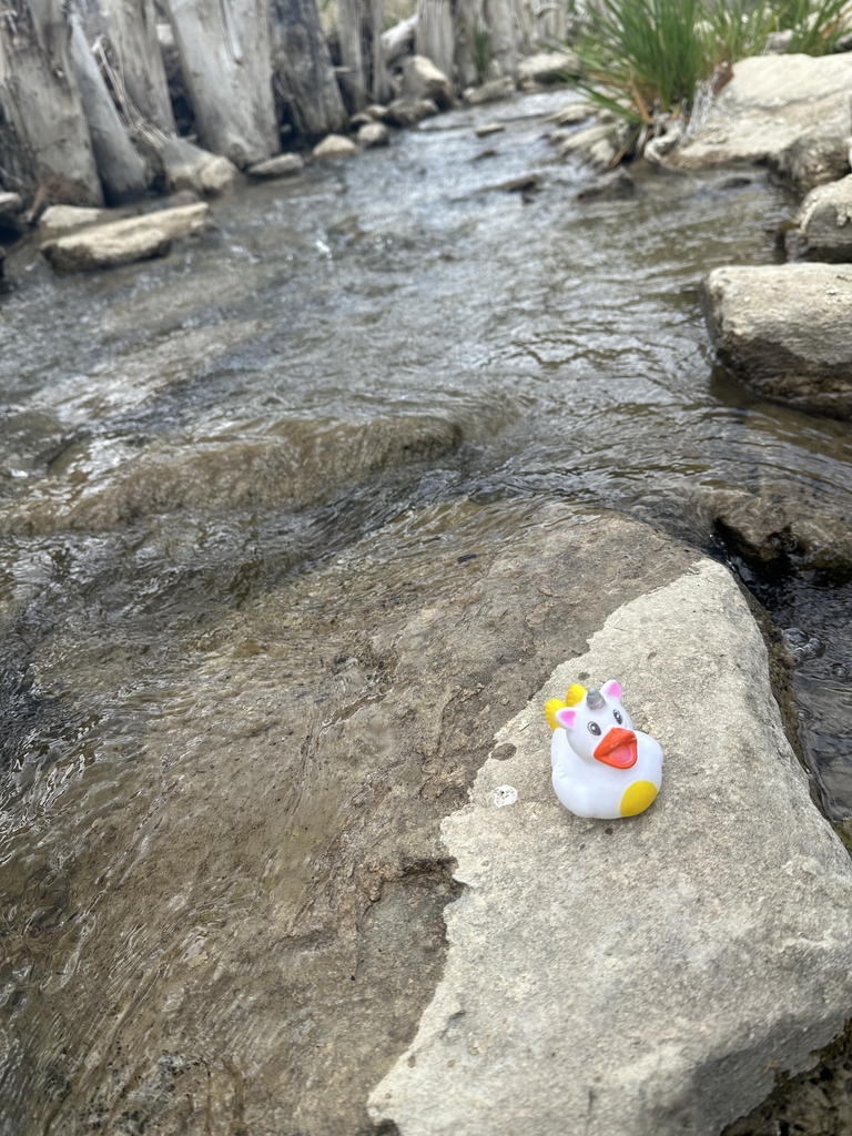 Duck near the river.