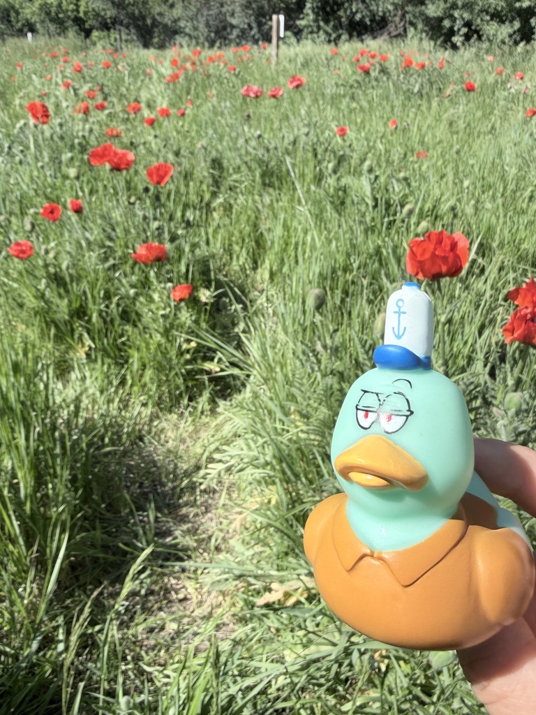 Duck in the poppy field.