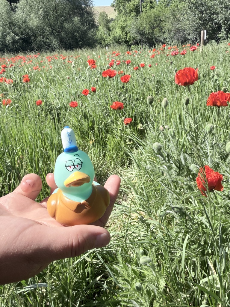 Duck in the Poppy Field.