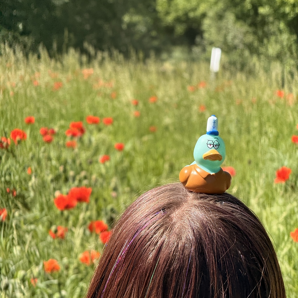 Duck resting at the poppy field