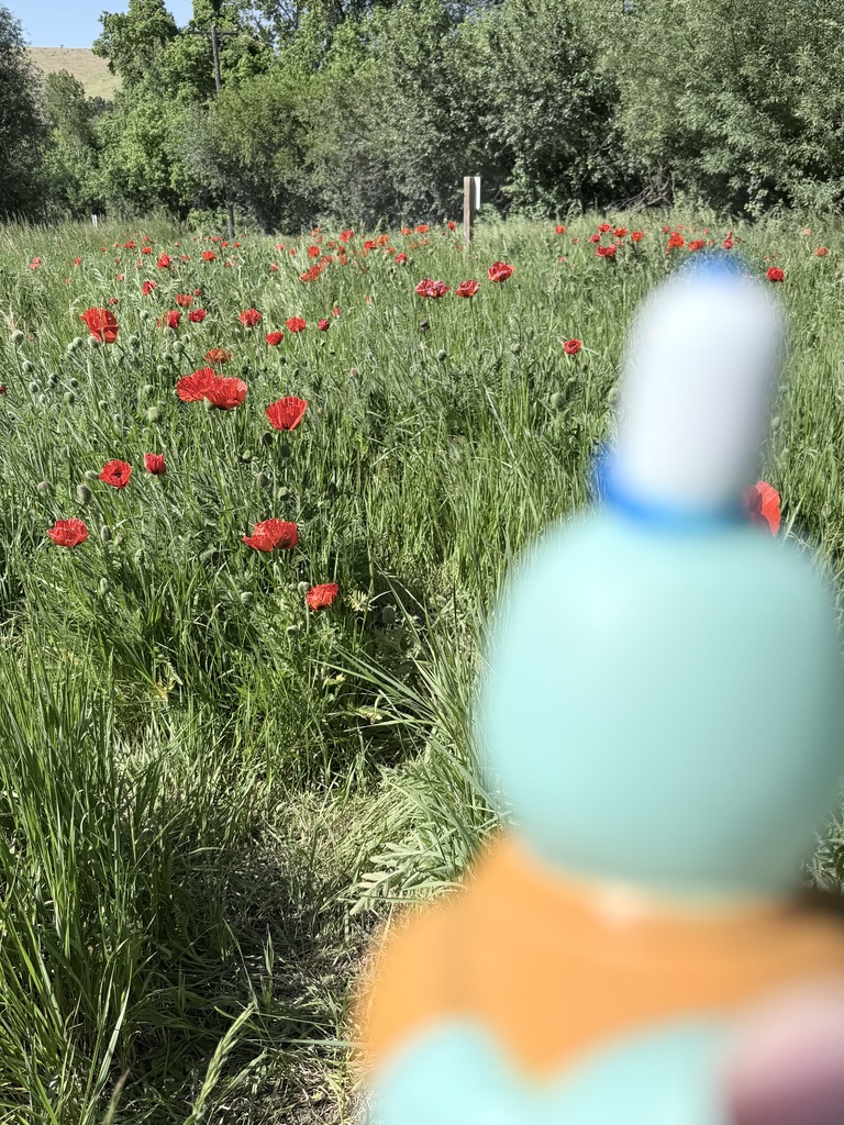 Duck in the poppy field