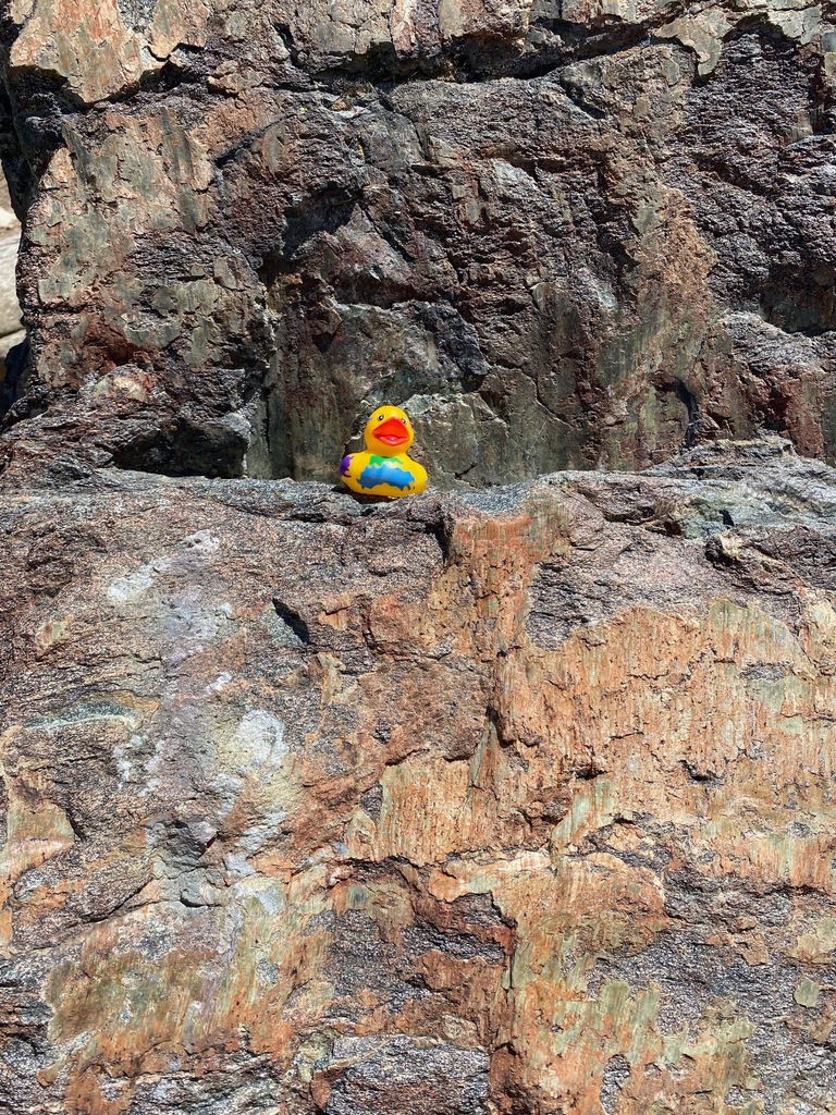 Duck on a hike.