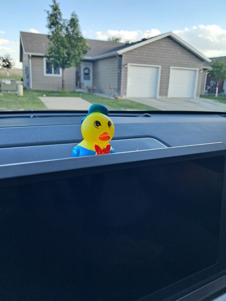 Duck riding in the car.