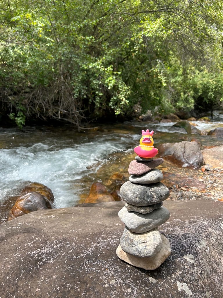 Duck by the river.