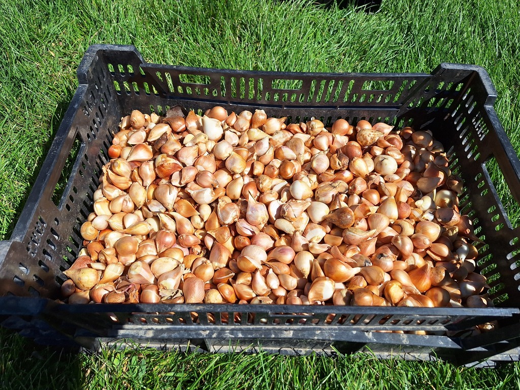 A black plastic crate filled with flower bulbs resting on green grass.