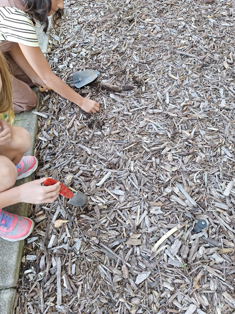 Two children using small gardening hand trowels to dig into wood chip mulch outdoors.