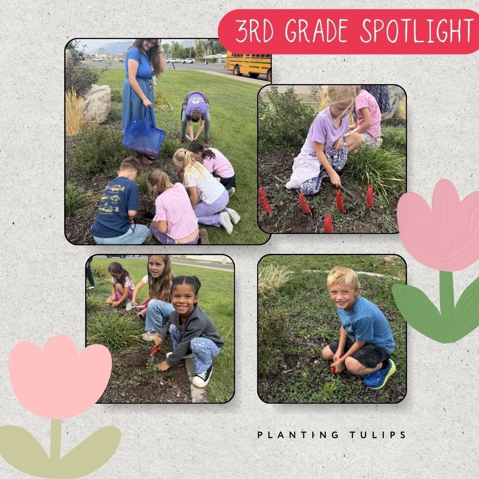 3rd grade spotlight planting tulips