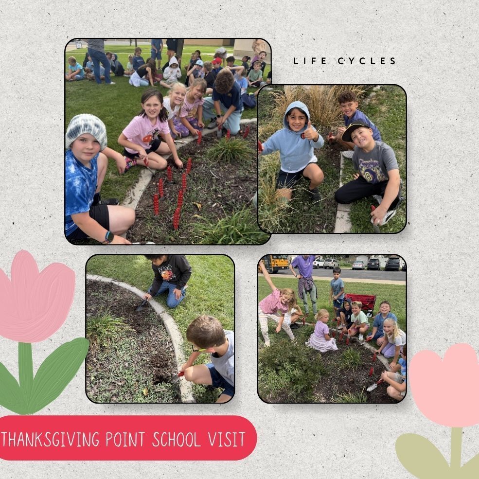 3rd grade spotlight planting tulips