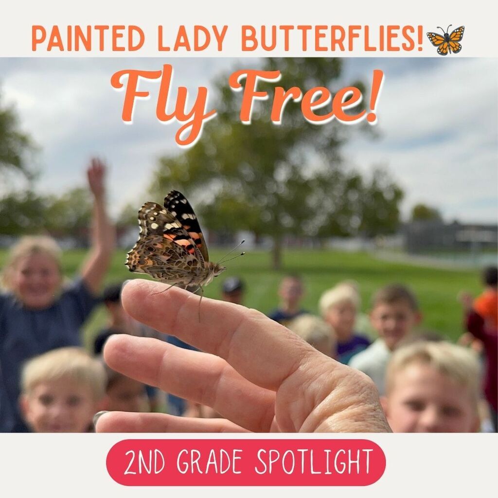 painted lady butterflies fly free! 2nd grade spotlight