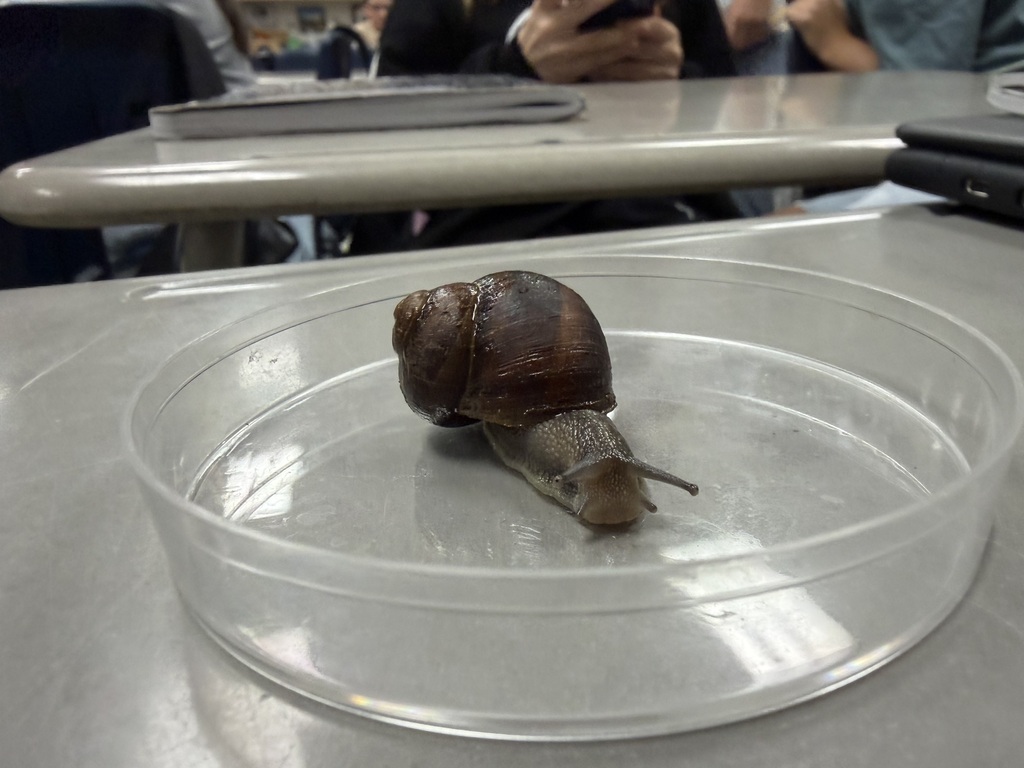Snails learning observations with students.  Or vice versa.