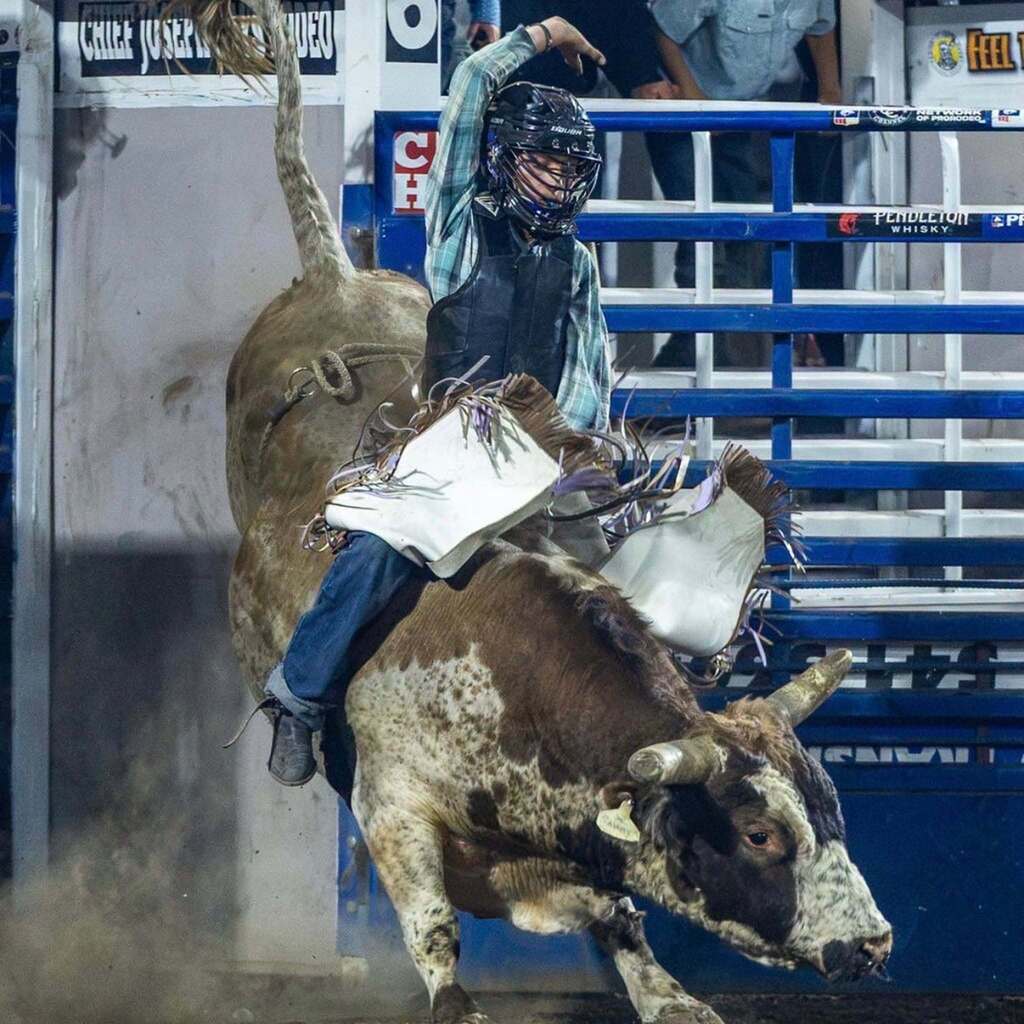 A young cowboy wearing a plaid shirt and leather chaps stays balanced atop a powerful speckled brown and white bucking bull during a ride.