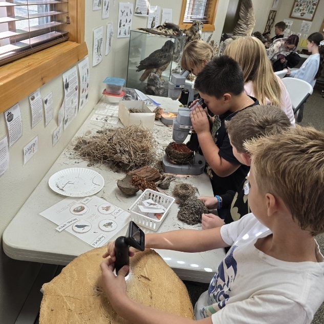 kids looking at nature items with microscopes 