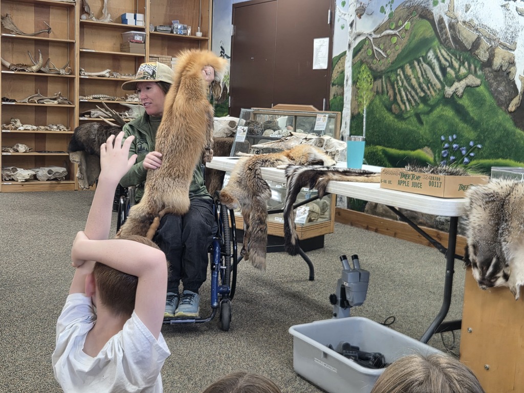 wildlife center worker holding up a fox pelt while students look and raise their hands