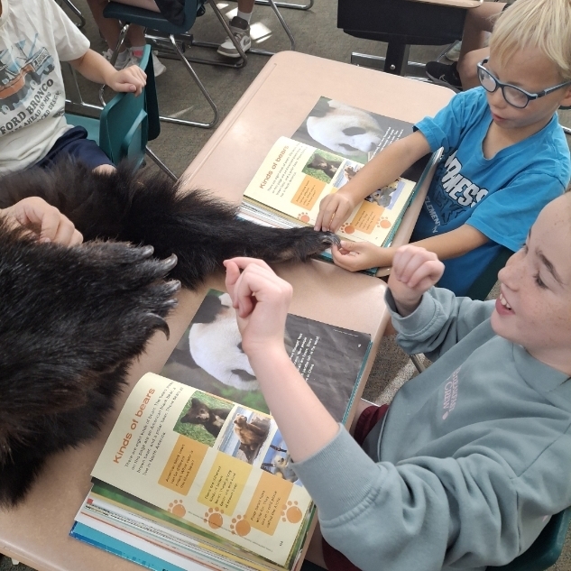 Majestic Elementary second graders explore wildlife through hands-on bear skin lesson