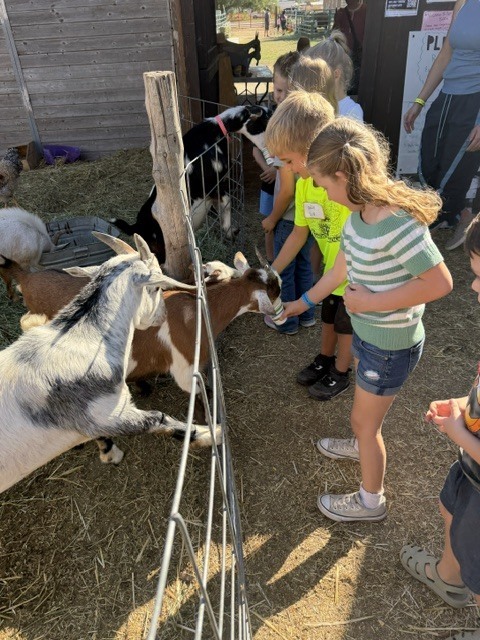 hows students feeding goats in the petting zoo area. 