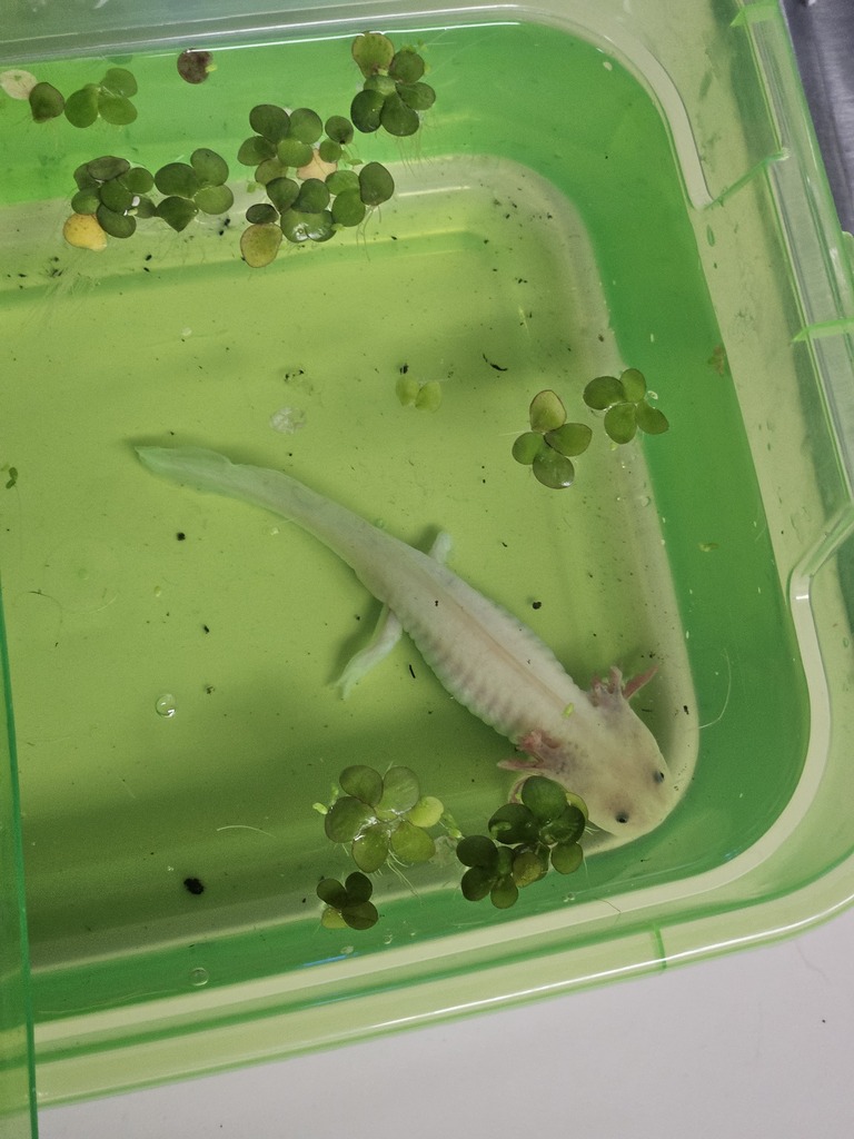 A clear top-down photo of a pale pink axolotl swimming in a translucent green water container floating alongside aquatic plants.