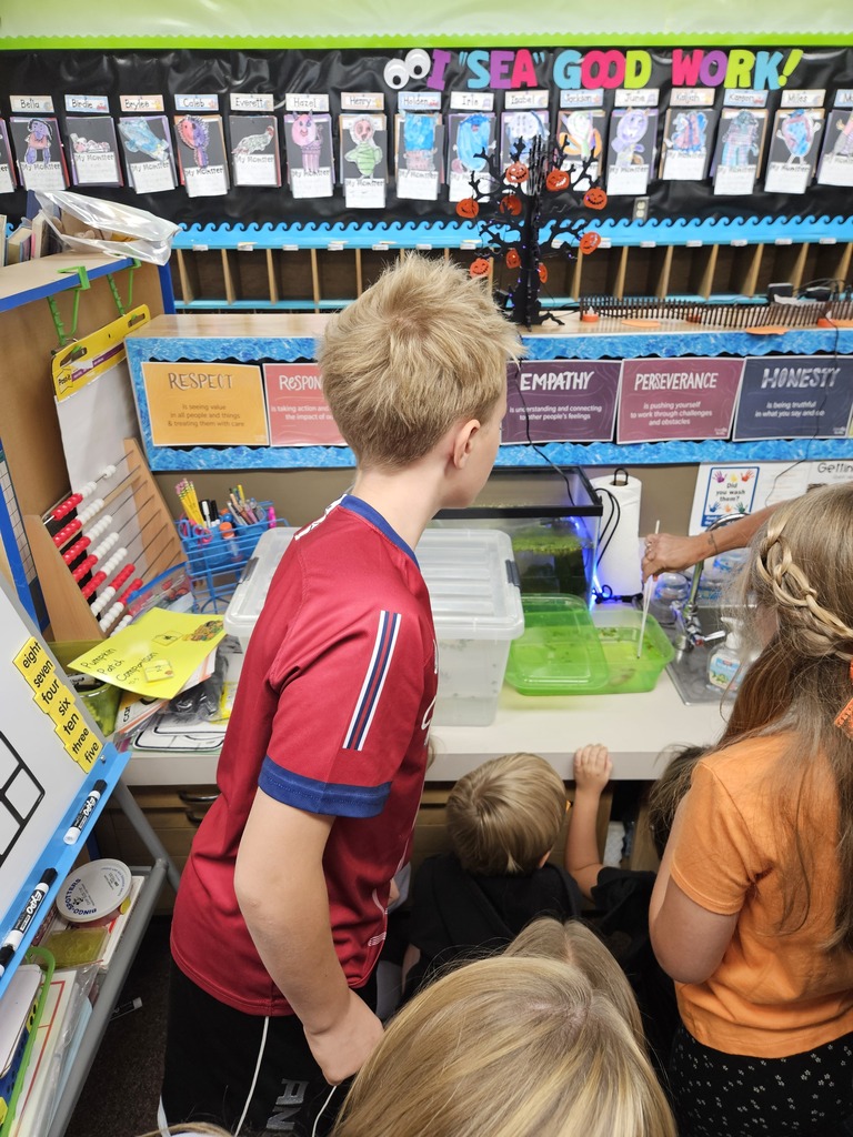 A fifth-grade boy in a red shirt leaning over a counter to observe a small axolotl in its tank.