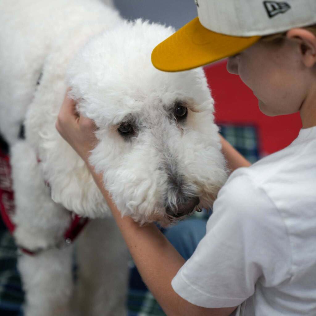 Image 6: Close-up of a student wearing a yellow baseball cap gently petting a fluffy white therapy dog on the head.